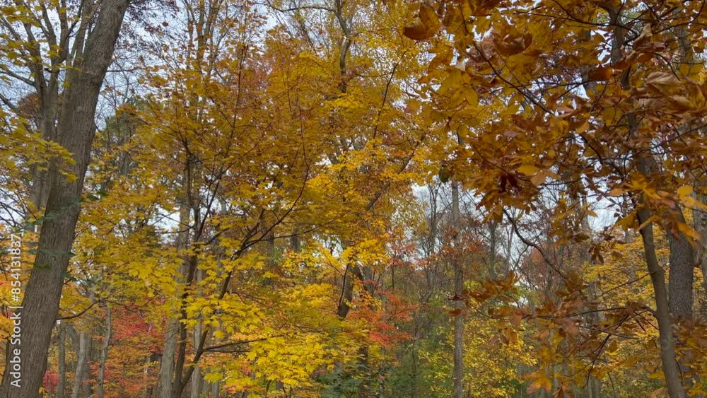 fall colors on trees in the park fall colors on trees in the park
