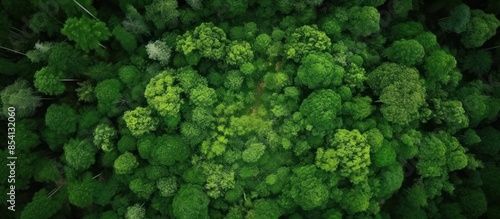 Aerial View of a Lush Green Forest Canopy