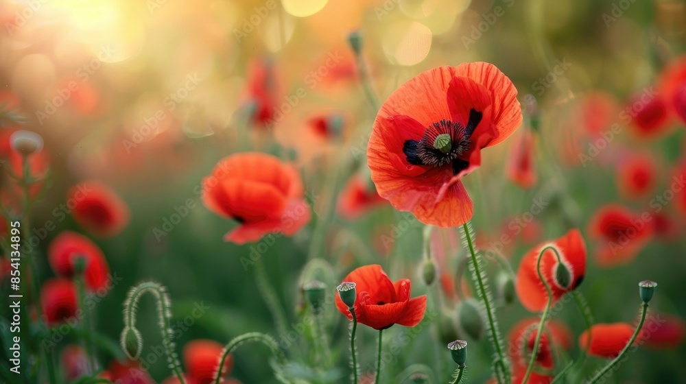 Naklejka premium Flower name corn poppy