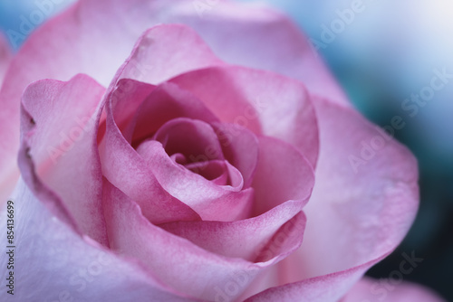 Wallpaper Mural A beautiful purple rose flower, close-up, macro photo. Torontodigital.ca