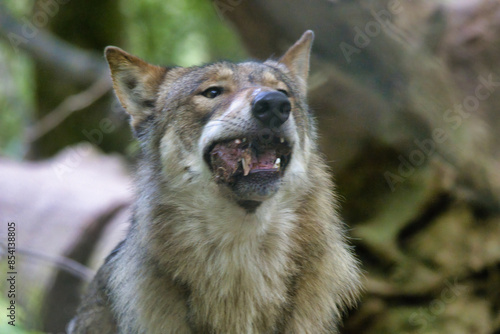 Tableau sur toile Wolf frisst Fleisch