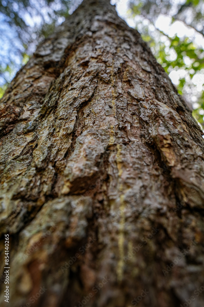 A trunk of spruce with branches. View from the bottom of the trunk of a spruce. High Pine in the Forest. Close-up of a tree. The bark of a tree close up. close up tree bark texture background A trunk of spruce with branches. View from the bottom of the trunk of a spruce. High Pine in the Forest. Close-up of a tree. The bark of a tree close up. close up tree bark texture background