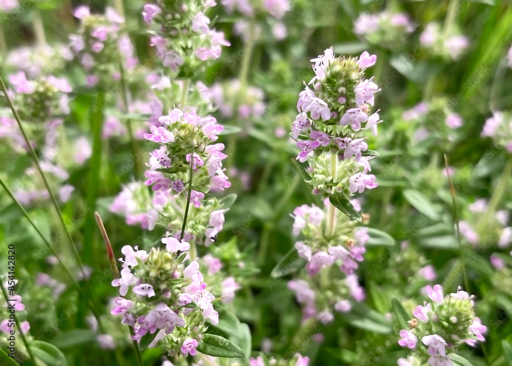 Blooming medicinal plant thyme growing on the lawn Blooming medicinal plant thyme growing on the lawn