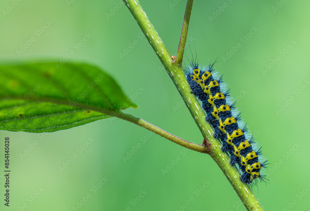 An eyecatching Caterpillar rests on a lush green Leaf in its original environment. Cerura vinula An eyecatching Caterpillar rests on a lush green Leaf in its original environment. Cerura vinula