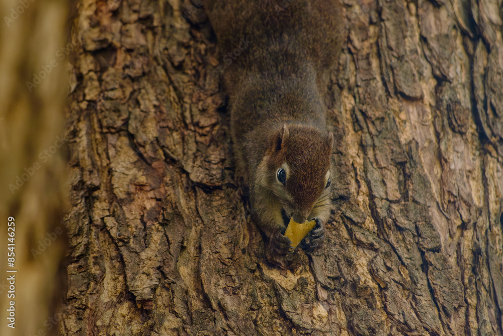 Curious Squirrel Climbing Down Tree Trunk in a Forest nature wildlife background Curious Squirrel Climbing Down Tree Trunk in a Forest nature wildlife background
