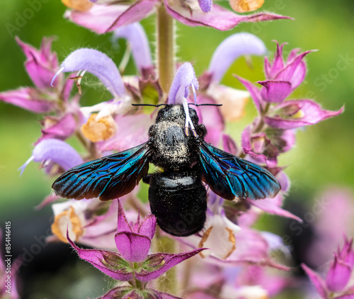 Xylocopa violacea collects pollen and nectar from Syrian hibiscus.
Purple carpenter bee or purple carpenter bumblebee. Xylocopa violacea.
