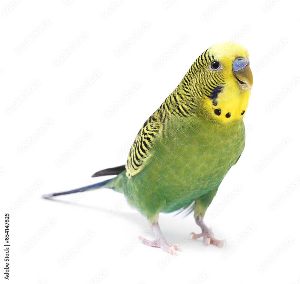 Fototapeta premium Beautiful bright parrot on white background. Exotic pet