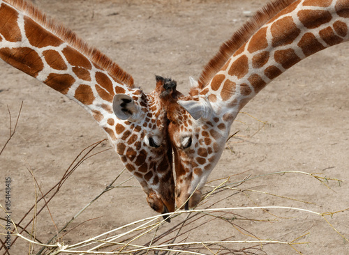 Canvas Print Two giraffes caress their friendship