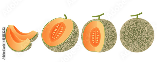 Cantaloupe melon, fruit vector illustration 10	