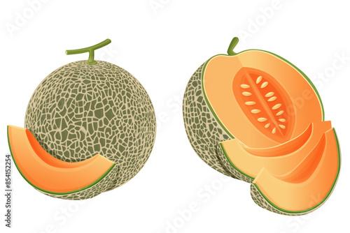 Cantaloupe melon, fruit vector illustration 10	