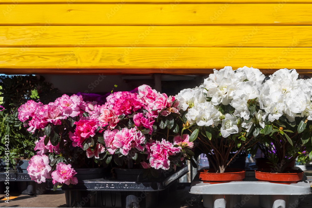 Fototapeta premium Red and white Rhododendrons in pots for sale in a flower shop in spring.