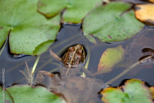 Perez's frog, Pelophylax perezi photo