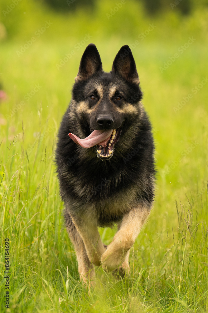 German Shepherd runs in a field on a bright sunny day. Running german shepherd dog. Purebred German Shepherd in nature. German Shepherd runs in a field on a bright sunny day. Running german shepherd dog. Purebred German Shepherd in nature.