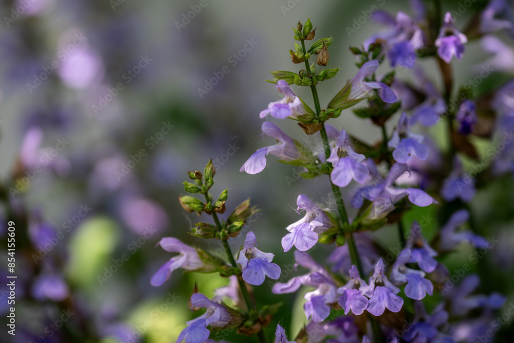 Blooming sage, Salvia nemorosa. Salvia nemorosa plant growing in garden. Blooming sage, Salvia nemorosa. Salvia nemorosa plant growing in garden.