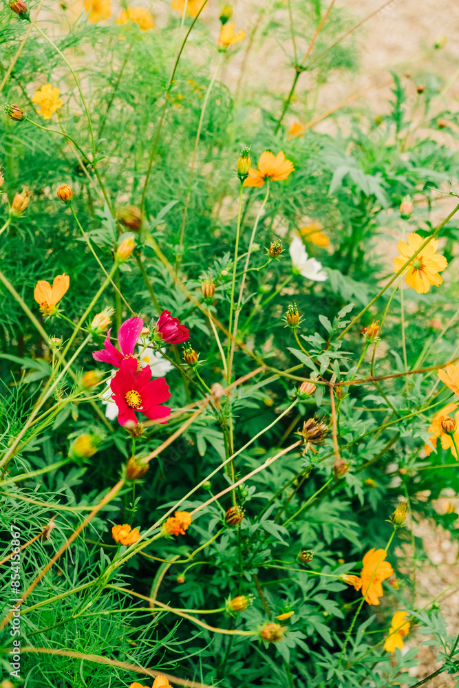 A Single Red Cosmos Flower Among Yellow And White Blooms In A Garden A Single Red Cosmos Flower Among Yellow And White Blooms In A Garden