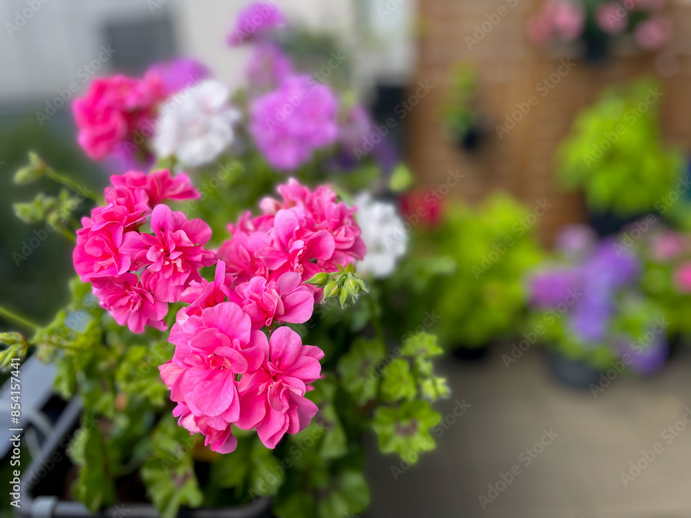 Beautiful vibrant pink blooming geranium flowers in flower pot close up, floral wallpaper background with pink red geranium Pelargonium Beautiful vibrant pink blooming geranium flowers in flower pot close up, floral wallpaper background with pink red geranium Pelargonium