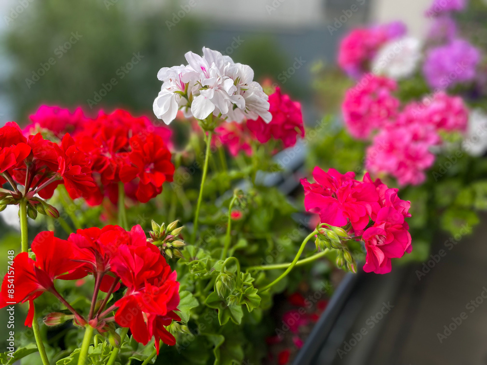 Beautiful vibrant pink red blooming geranium flowers in flower pot close up, floral wallpaper background with pink red geranium Pelargonium Beautiful vibrant pink red blooming geranium flowers in flower pot close up, floral wallpaper background with pink red geranium Pelargonium