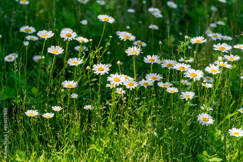 A Patch Of Miniature Daisies Growing Wild Along The Fox River Trail Near De Pere, Wisconsin © Barbara
