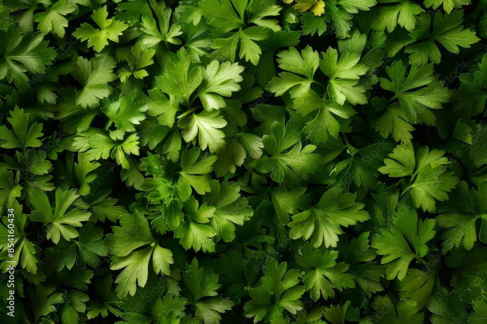 Green parsley texture background, petroselinum crispum leaves pattern, fresh herbal leaves banner Green parsley texture background, petroselinum crispum leaves pattern, fresh herbal leaves banner