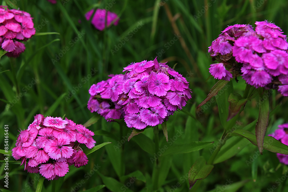 Dianthus Barbatus (Sweet William) flowering plants in a garden. Dianthus Barbatus (Sweet William) flowering plants in a garden.