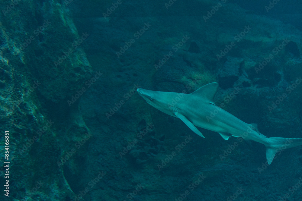 Obraz premium Silvertip shark swimming in deep sea aquarium.