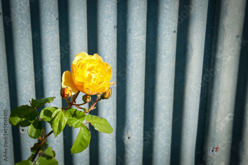 Contrast of bright yellow rose growing against rustic exterior wall photo