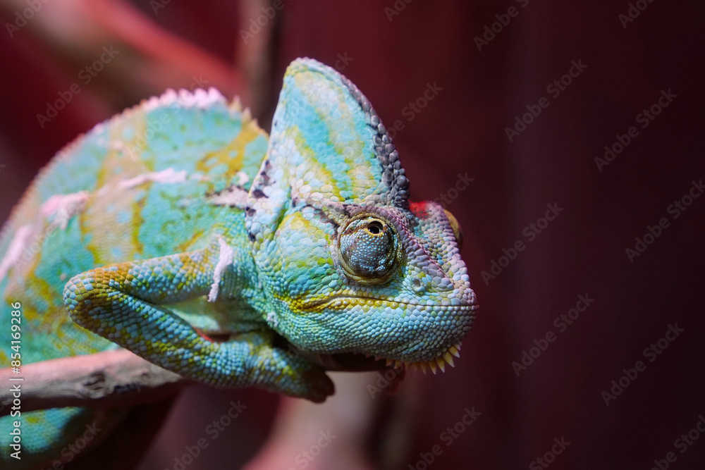 Obraz premium Chameleon - lizard adapted to an arboreal lifestyle, change body color