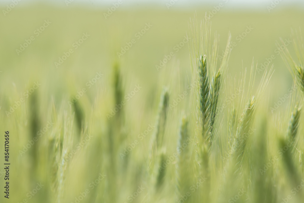 field of wheat in the middle of the summer field of wheat in the middle of the summer