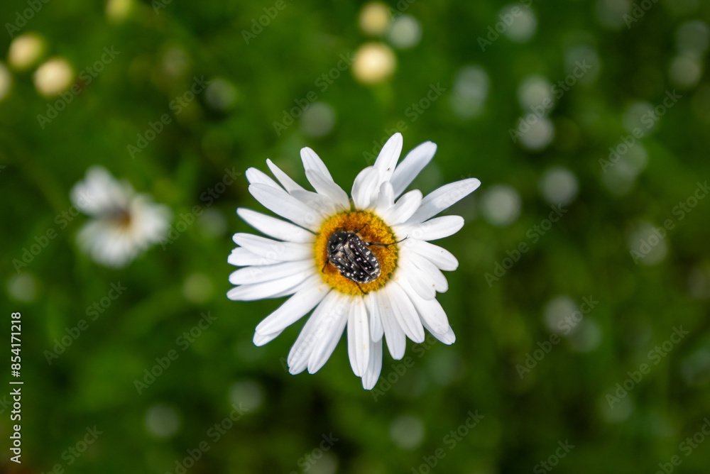 white spotted rose beetle - Oxythyrea funesta
white spotted rose beetle - Oxythyrea funesta
