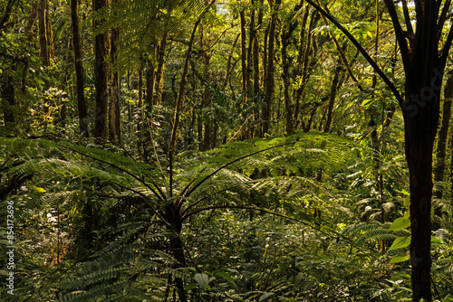 cloud rain forest near Monteverde in Costa Rica