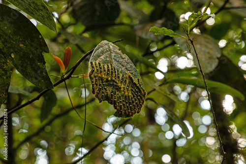 dozens of caterpillars on a big leaf in a rainforest in Costa Rica