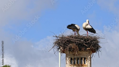 White Storks, Ciconia ciconia at Povoa e Meadas Dam in Castelo de Vide, Alentejo in Portugal photo