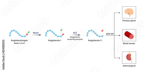 Angiotensin. Renin-Angiotensin-Aldosterone System, blood pressure regulation. Angiotensin-converting enzyme. Vector illustration.