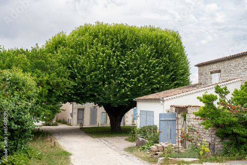 pedestrian alley in the small village of Talmont sur Gironde in Charente maritime. a beautiful tree standing on the place photo