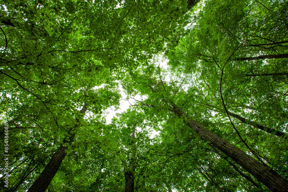 Obraz premium Forest in Rib Mountain State Park and the Granite Peak Ski area in Wausau, Wisconsin
