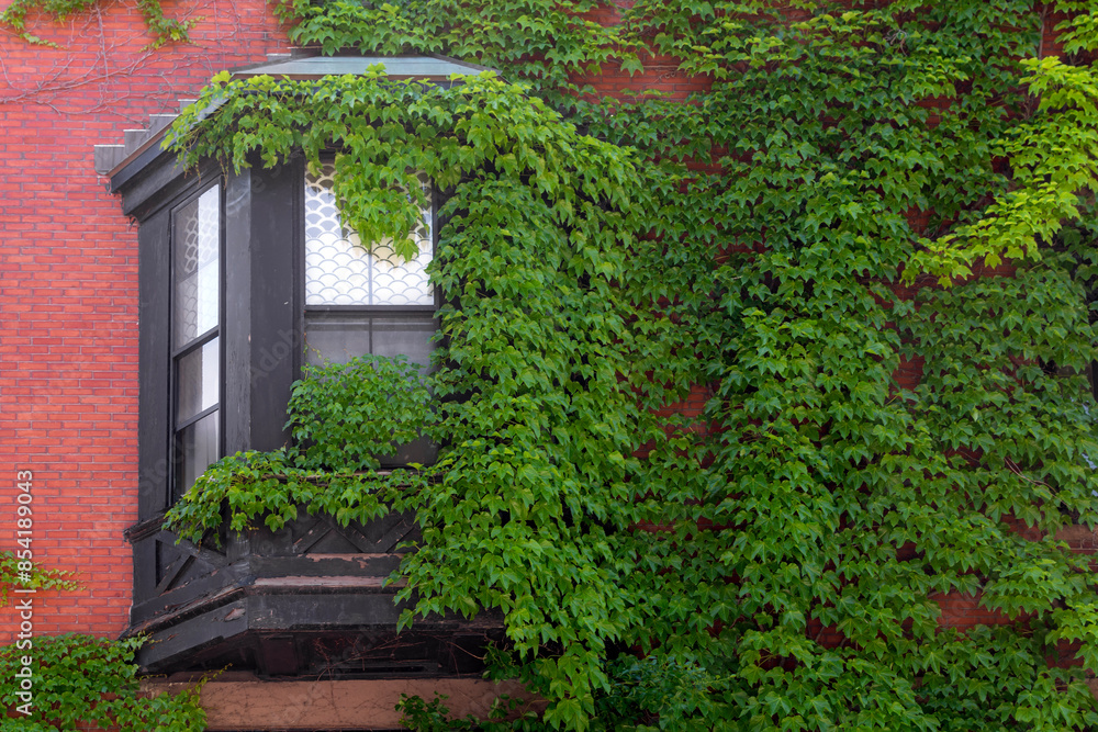 Green ivy climbing over old red brick and black bay window of a house in Boston, Massachusetts, USA Green ivy climbing over old red brick and black bay window of a house in Boston, Massachusetts, USA