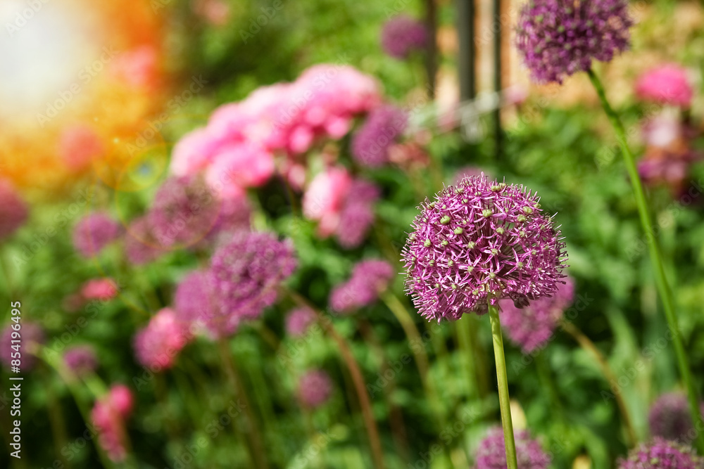 A Beautiful flowers in nature in the park background A Beautiful flowers in nature in the park background