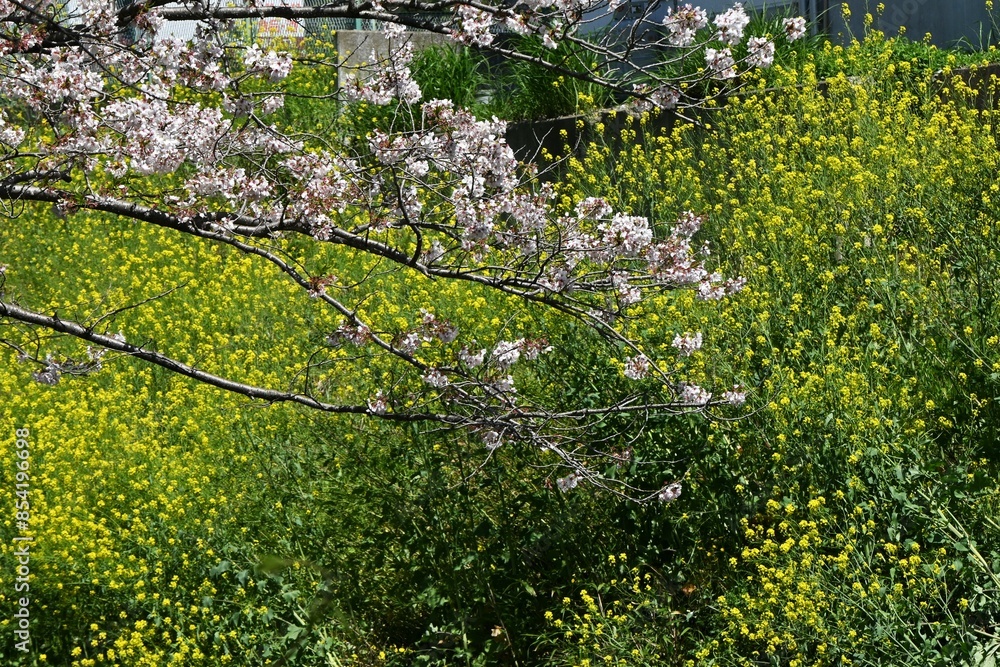 Fototapeta premium Spring scenery in Japan. Background material for traveling in Japan. You can also enjoy the atmosphere after the cherry blossoms have fallen. 