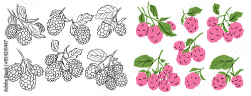 Drawn raspberry icon set. Old ink style and cartoon vector fruit sign for brochures, banners, restaurant and market menus