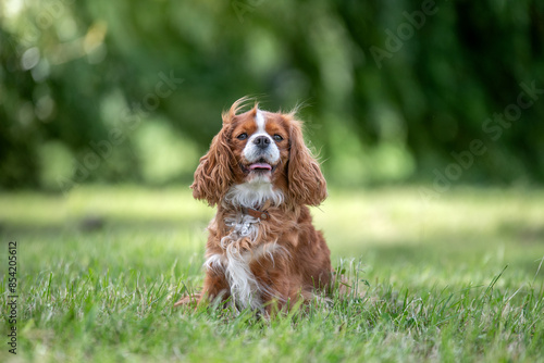 Portrait d'un chien de race cavalier king charles