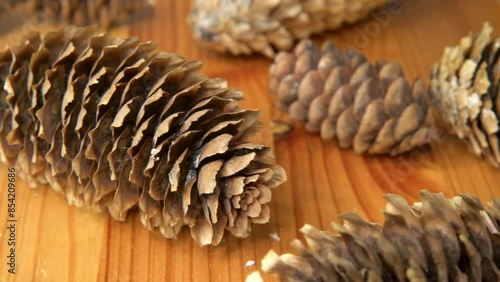 track shot of pines on wooden background