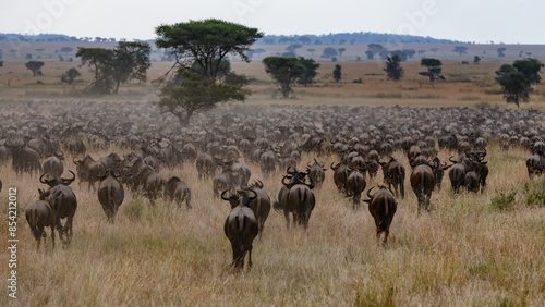 wildebeest in serengeti national park serengeti