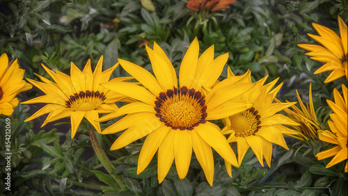 Gazania, is a flower with large, daisy-like flower heads native to Southern Africa. Flowering ornamental plants