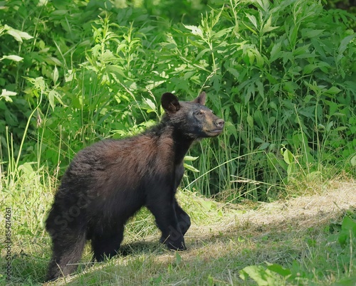 Принти на полотні Sweet Black Bear Yearling Cub Hamming it UP for the Camera