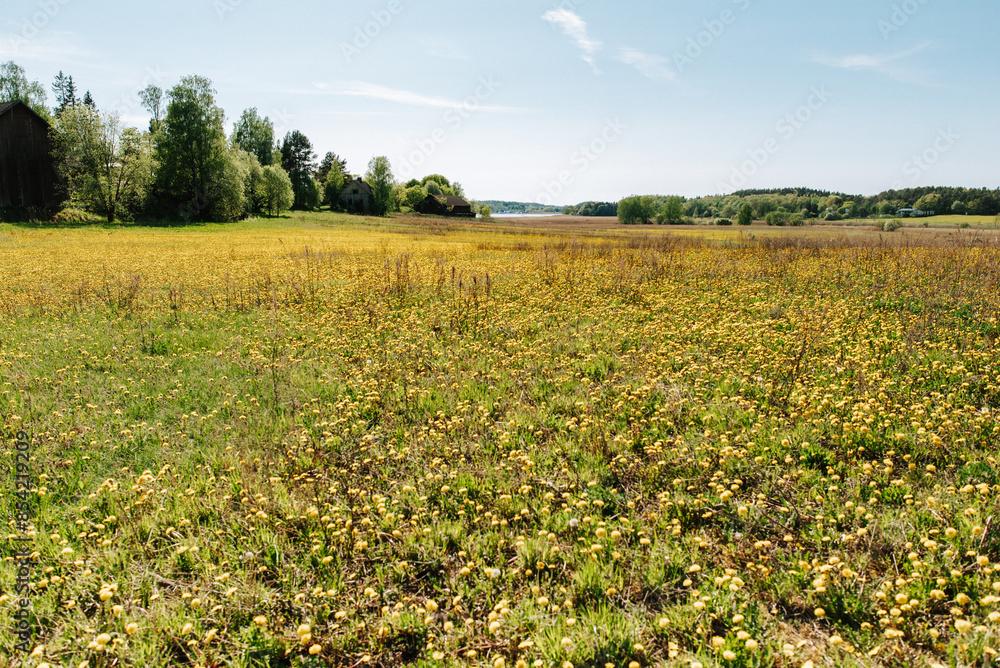 Fototapeta premium field of flowers