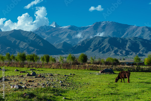 Cow in pasture in picturesque mountain valley