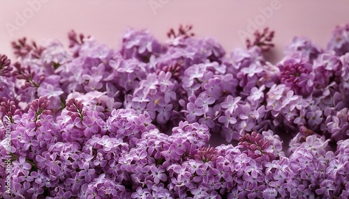 lilac flowers background