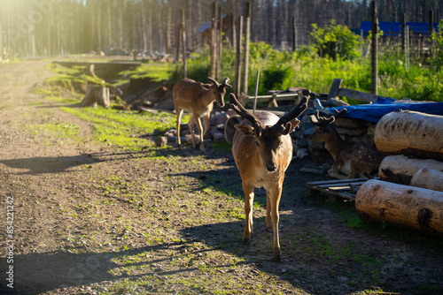 Spotted deer. The family of artiodactyl mammals. A young deer in a green forest.
