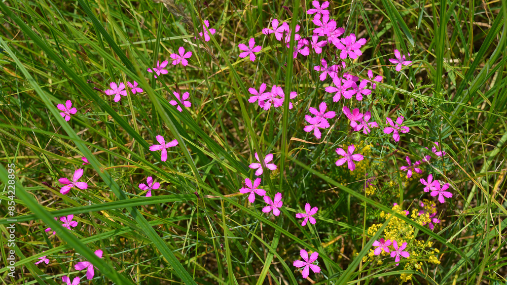 Wild flowers pink meadow carnation
against the background of a green grass. Natural background Wild flowers pink meadow carnation
against the background of a green grass. Natural background