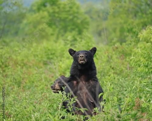Mama Mother Bear Shielding her Yearling Cub Cades Cove Smoky Mounmtains